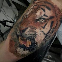 tigre braco tattoo