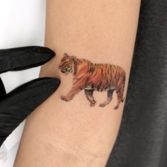 tattoo tatuagem tigre