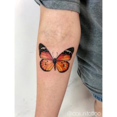 borboleta encantadora